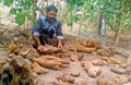 National Biodiversity Award for Wayanad farmer