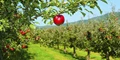 Ask These Questions to Yourself Before Starting A Multi-Fruit Backyard Orchard