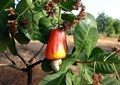 Government to Support Kerala Woman Who Found A Solution Cashew Pests