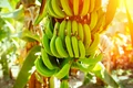 Yelakki (Elaichi) Banana: Know How This Desi Variety of Banana Is Cultivated?