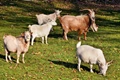 Goat Farming: Start This Business With 90% Government Subsidy & Earn Over Rs 2 Lakh