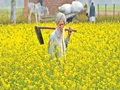 Why More and More Farmers in Haryana Are Shifting To Mustard Farming