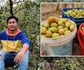 Tripura Tribal Farmer Grows Kashmiri Apple Ber; Earns Rs. 6 lakh