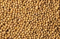 India’s Soybean Price Outlook for November 2021