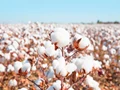 Cotton Production Estimate Stands At 360.13 Lakh For 2021-22 Season: CAI