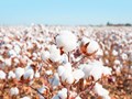 Cotton Production Estimate Stands At 360.13 Lakh For 2021-22 Season: CAI