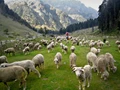 Sheep Farming, a New Focus for Kashmiri Entrepreneurs