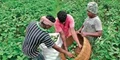 Odisha Horticulture Department to Help Vegetable Farmers