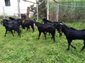 Crop-Goatery Integrated Farming System