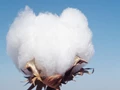 Soaring Cotton Prices Is Causing Concerns in The Textile Sector