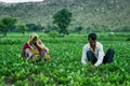 Developing Climate Resilient Farming in Bundelkhand
