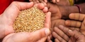 PMGKAY: Free Food Grains Distributed to the Beneficiaries in Chandigarh