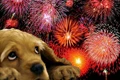 Celebrate Green Diwali While Keeping Your Dogs Healthy