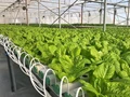 Hydroponics Business: Five Tips By An Expert!