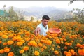 Hundreds of Farmers in Jammu & Kashmir Earning Five Times More through Marigold Cultivation