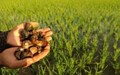 Organic Fertilizers in Rice Plantation !