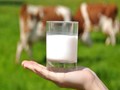 India's Big Dairy Firms Take Notice of Soy, Oat and Other Milk Substitutes