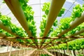 Hydroponics is on Rise Offering Multiple Benefits for Fresh Produce Businesses