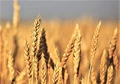 Wheat Cultivation: To Get Good Yield, Sow This Variety of Wheat Before November 20