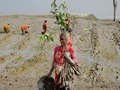 Climate Change: Bengal Women Plant Mangroves to Strengthen India's Cyclone Defences; Have a Look!