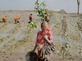 Climate Change: Bengal Women Plant Mangroves to Strengthen India's Cyclone Defences; Have a Look!