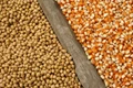 US Agriculture Department Raises Corn Harvest View, Lowers Soy Production Outlook