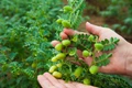 World’s Largest Plant Genome Sequencing of Chickpea has Successfully Catalogued