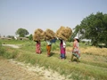Biofortification: An Essential Investment in Climate-Proofing the Food Systems