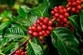 CFTRI Develops a Technology that could be a New Source of Income for Coffee Growers