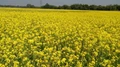 Mustard Farming: 5 Tips for High Yield & More Income