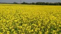 Mustard Farming: 5 Tips for High Yield & More Income