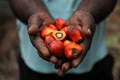 USDA Forecast: Indian Crude Palm Oil Prices to Increase to 8.6million tonnes