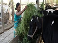 Milk Production Decreased by 30-40% Due to lack of Green Fodder