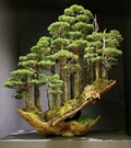 Step by Step Guide to Grow a Bonsai Tree