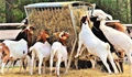 Goat Farming: Earn Up to Rs 2 Lakhs With Full Govt. Support, Take Advantage of Fast Sexual Maturity In Goats