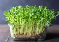 Sprouting: A Beginner’s Guide to Grow Sprouts at Home