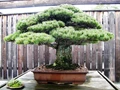World’s Most Expensive Bonsai Tree is Worth Rs 9.66 Crore Rupees