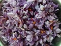Saffron Cultivation in Kashmir: How To Get Maximum Returns