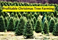 Christmas Tree Farming: Earn Huge Profit This Festive Season