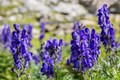 Medicinal Plants of Himalayas with their Health Benefits