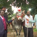 Meet Rs 1 Crore Bull ‘Krishna’ Whose Sperms Cost Rs 1000 per Dose