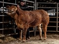 World’s Most Expensive Cow was Sold at Rs. 2.66 crores