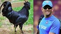 Profitable Livestock Business: Earn Lakhs from Kadaknath Chicken Farming Like MS Dhoni