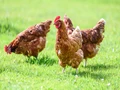 Poultry: Europe & Asia on High Alert Due to Rapid Spread of Bird Flu