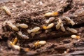 Save your Agriculture Produce from Termite Infestation Using these Simple Tips