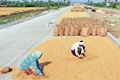 Telangana Agriculture Department Publishes  Booklet on Paddy Alternatives