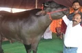 Meet 'Bheem', a Buffalo worth Rs. 24 crores; You Will be Shocked to Know the Value of Its Semen