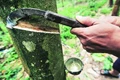 Kerala’s Plantation Sector Worried Due To Fertilizer Shortage