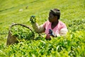 Kenyan Farmers Are Using Organic Bokashi Fertilizers To Make Land Arable & more Fertile