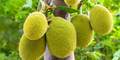 A 76-year-old Man from Kerala Nurtures 210 Types of Jackfruits in His Orchard